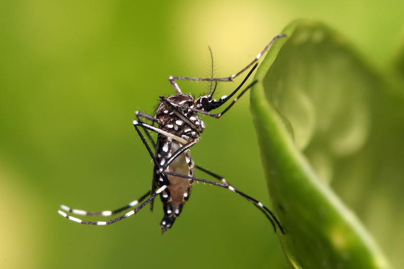 Aedes_aegypti-sot-xuat-huyet